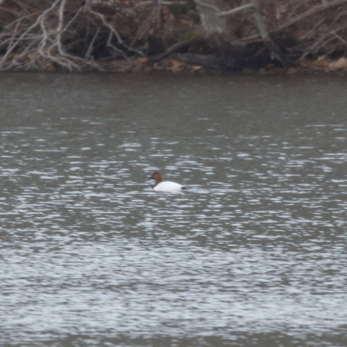 Canvasback - Hans Holbrook