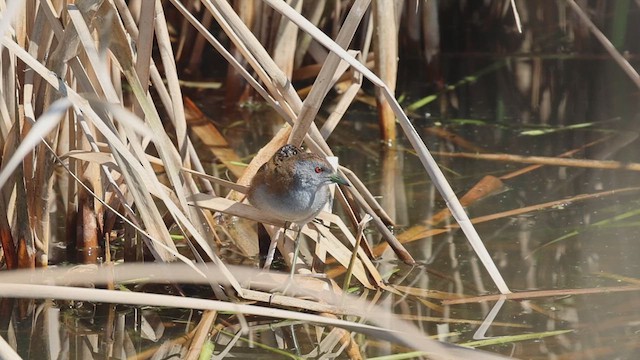 Baillon's Crake - ML609379450