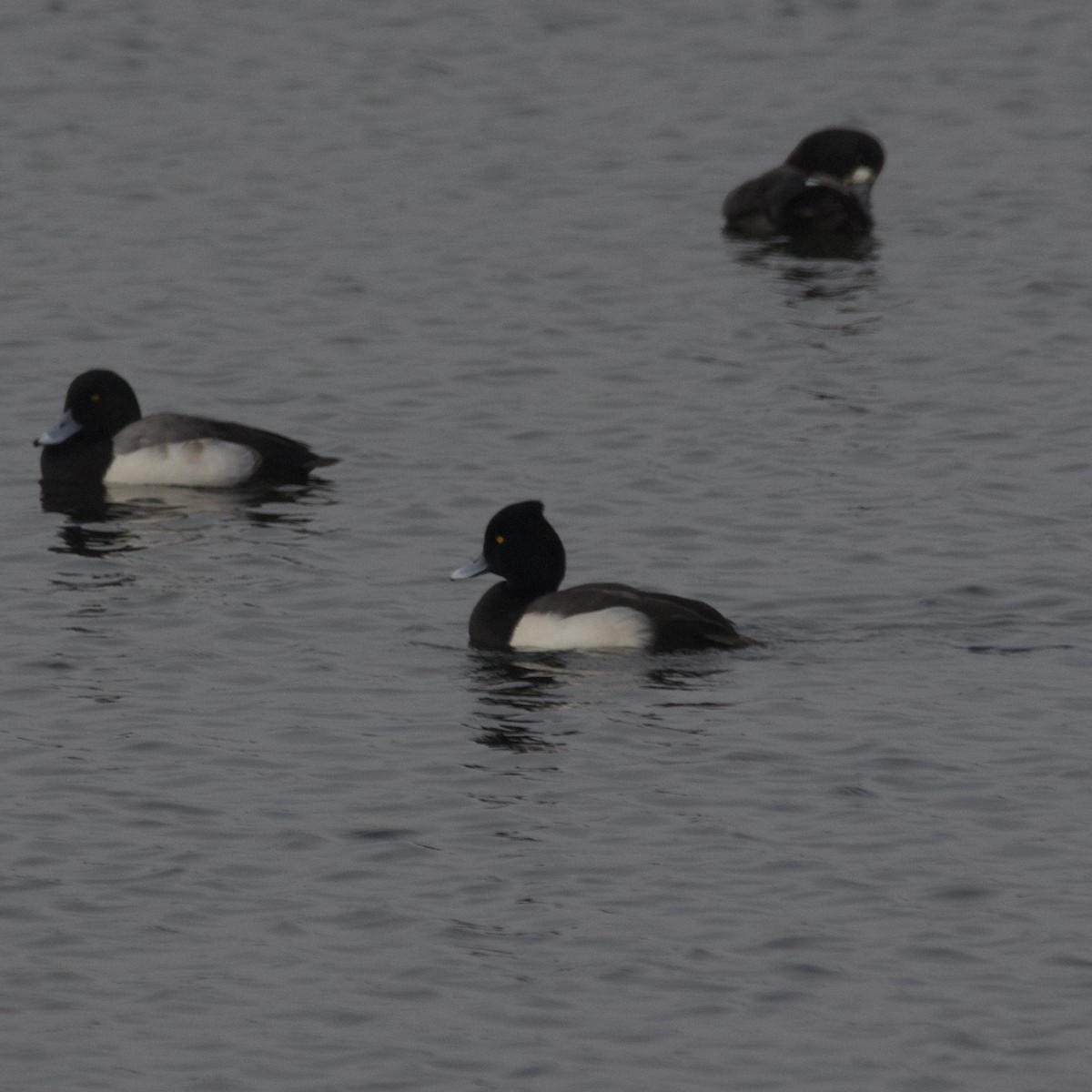 Tufted Duck x scaup sp. (hybrid) - ML609379519