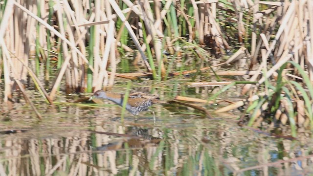 Baillon's Crake - ML609379523