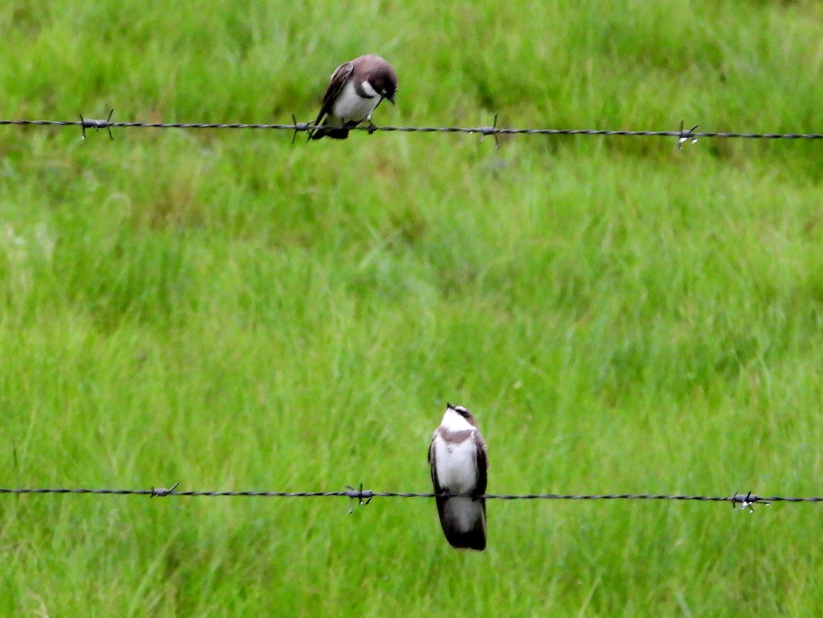 Banded Martin - bob butler