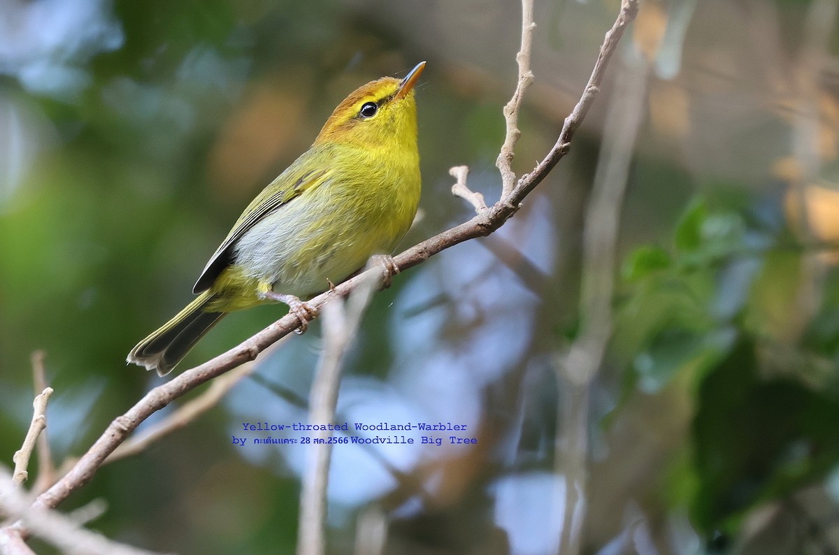 Yellow-throated Woodland-Warbler - Argrit Boonsanguan