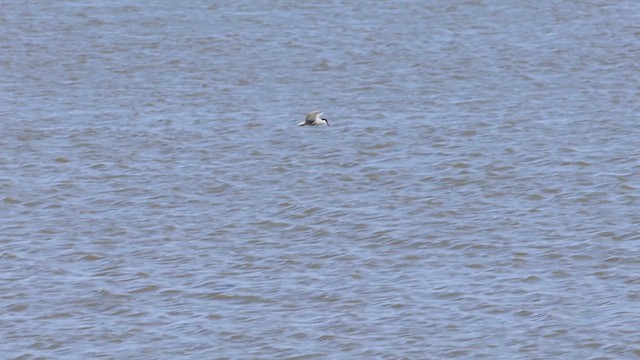 Whiskered Tern - ML609379615