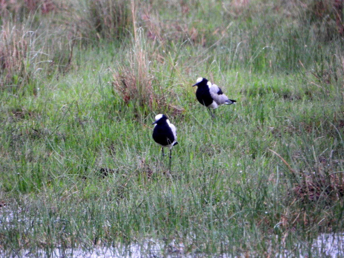 Blacksmith Lapwing - ML609379616