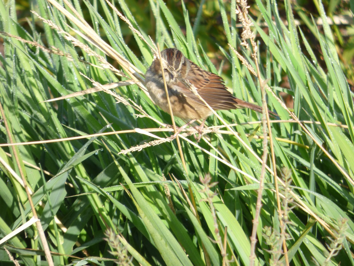 Swamp Sparrow - ML609379671