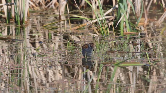 Baillon's Crake - ML609379712