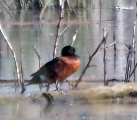 Chestnut Teal - ML609379813