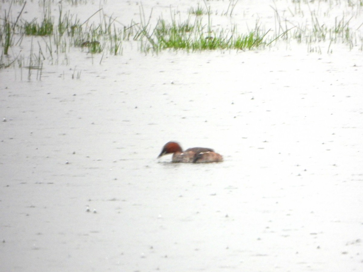 Little Grebe (Little) - bob butler