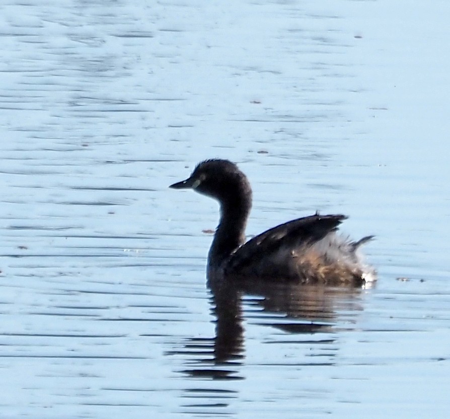 Australasian Grebe - ML609379823