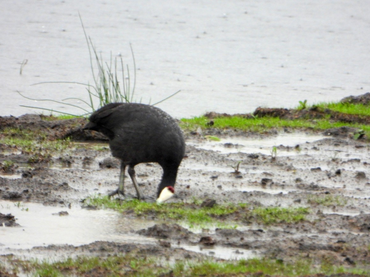 Red-knobbed Coot - bob butler