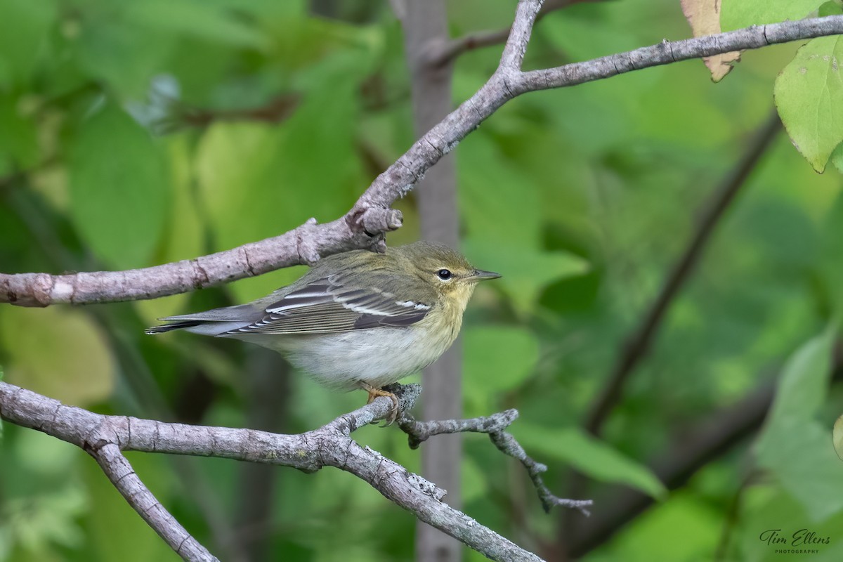 Blackpoll Warbler - ML609379842