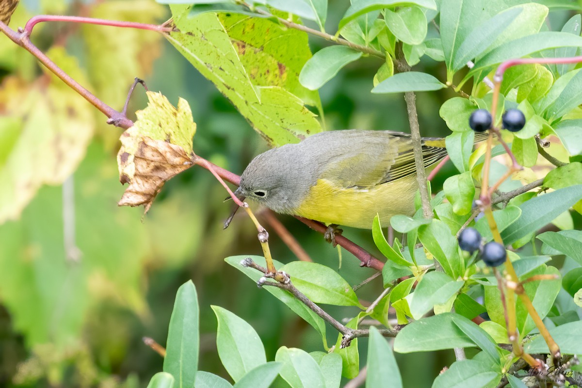 Nashville Warbler - ML609379880