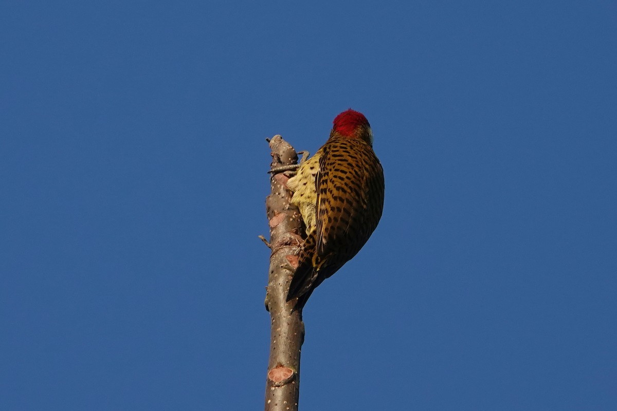 Spot-breasted Woodpecker - ML609379882