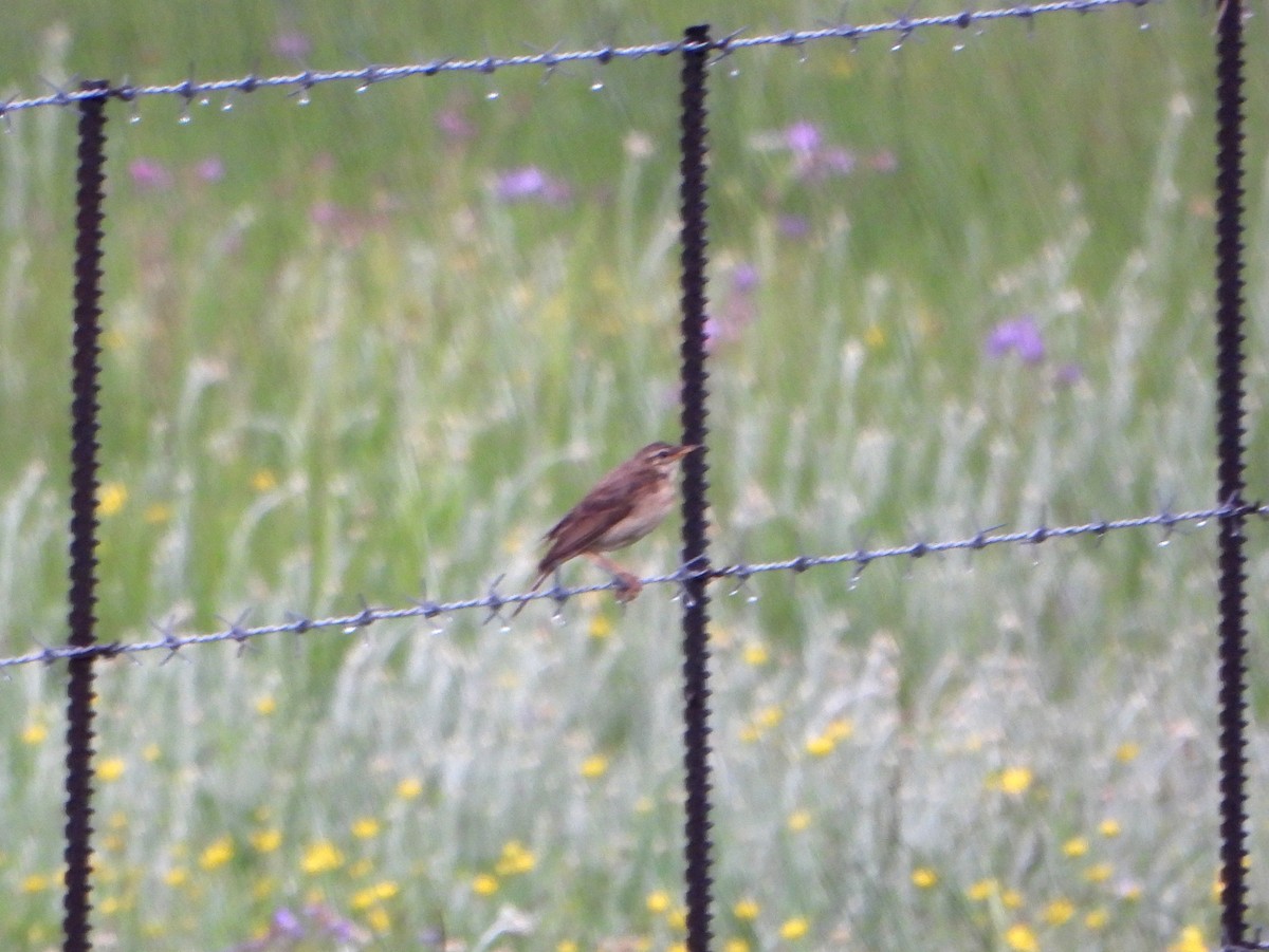 Pipit africain (groupe cinnamomeus) - ML609379883