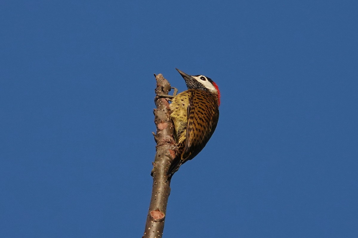 Spot-breasted Woodpecker - ML609379884