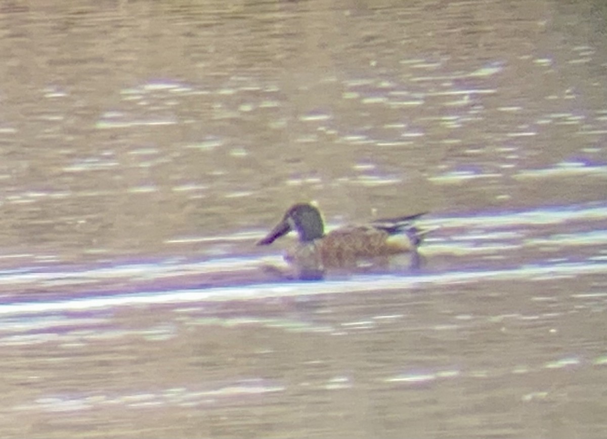 Northern Shoveler - ML609379904