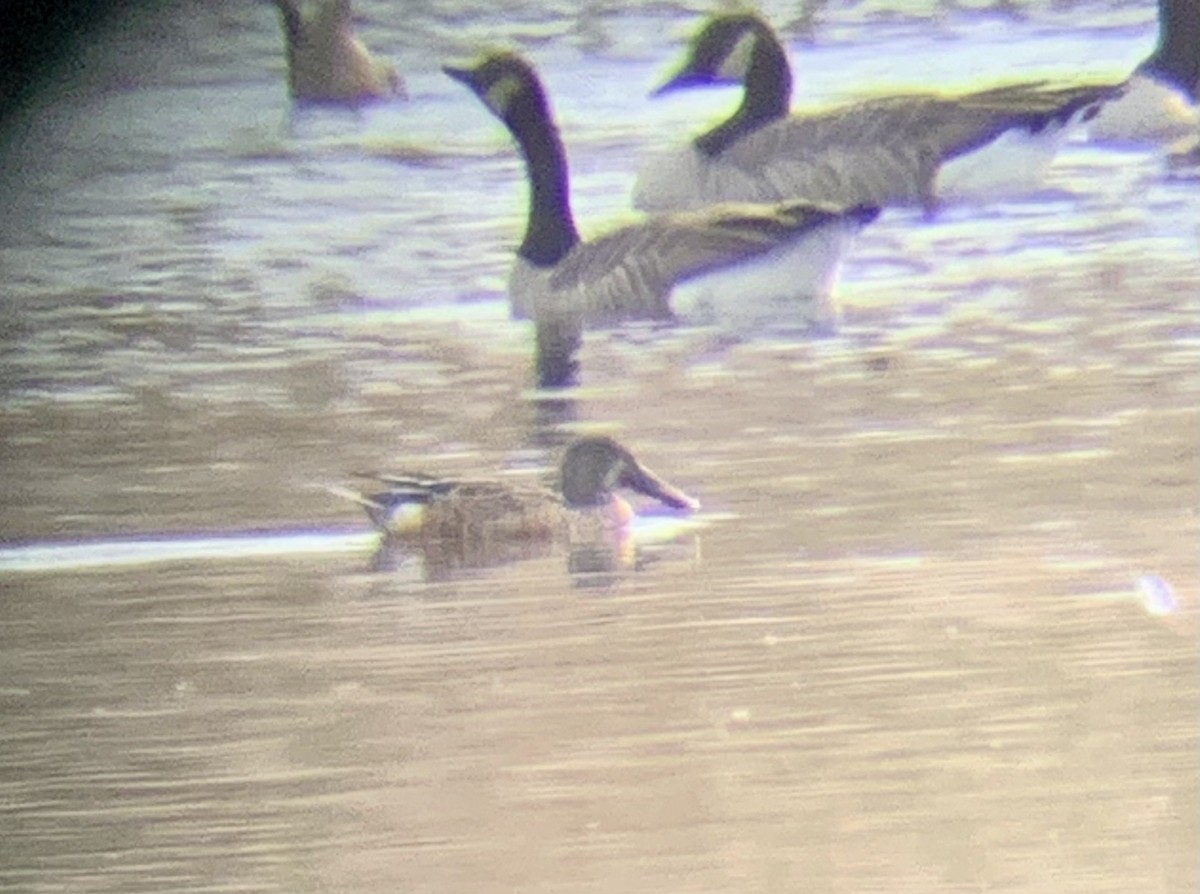 Northern Shoveler - ML609379905