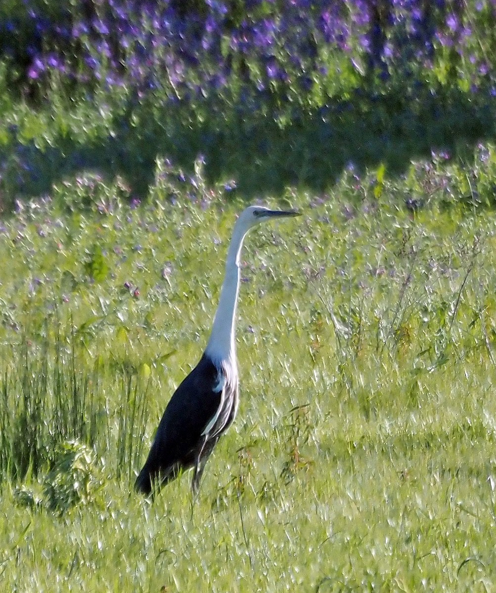 Pacific Heron - ML609379936