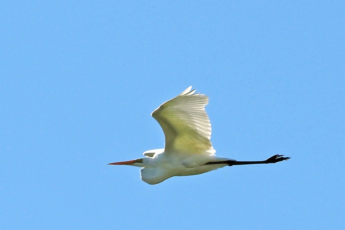 Great Egret - ML609379942