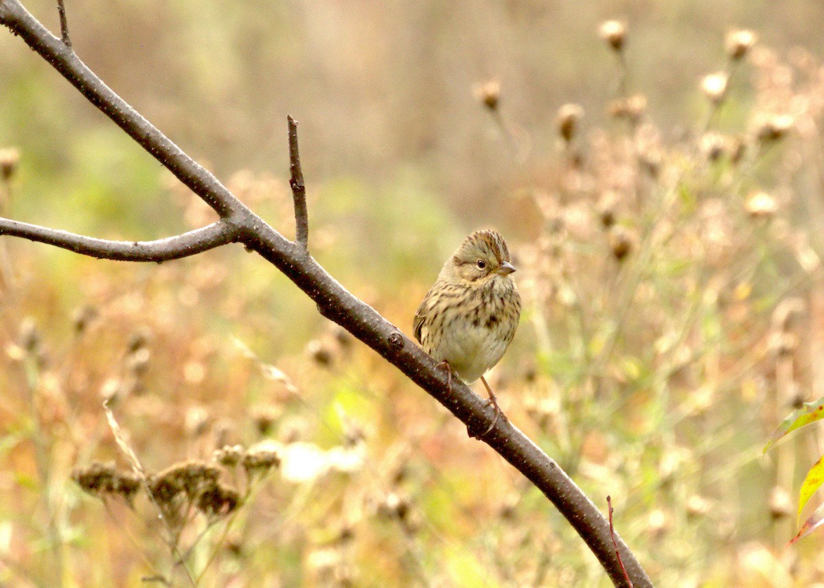 Lincoln's Sparrow - ML609379959