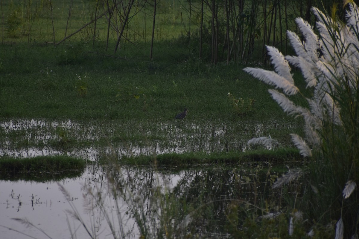 Black-crowned Night Heron - Akash Mojumdar