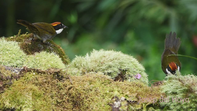 クリボウシヤブシトド（brunneinucha グループ） - ML609380033