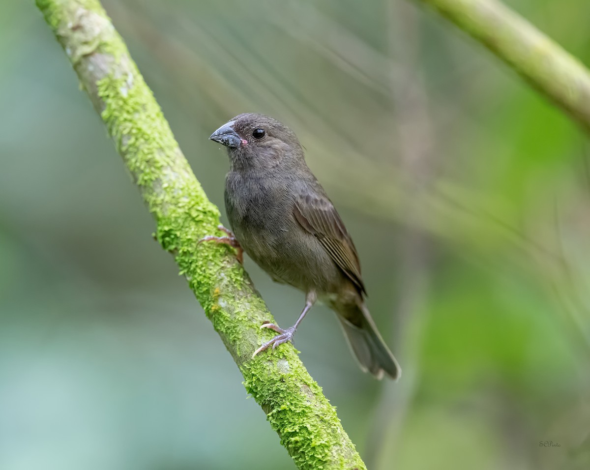 Sooty Grassquit - Shailesh Pinto