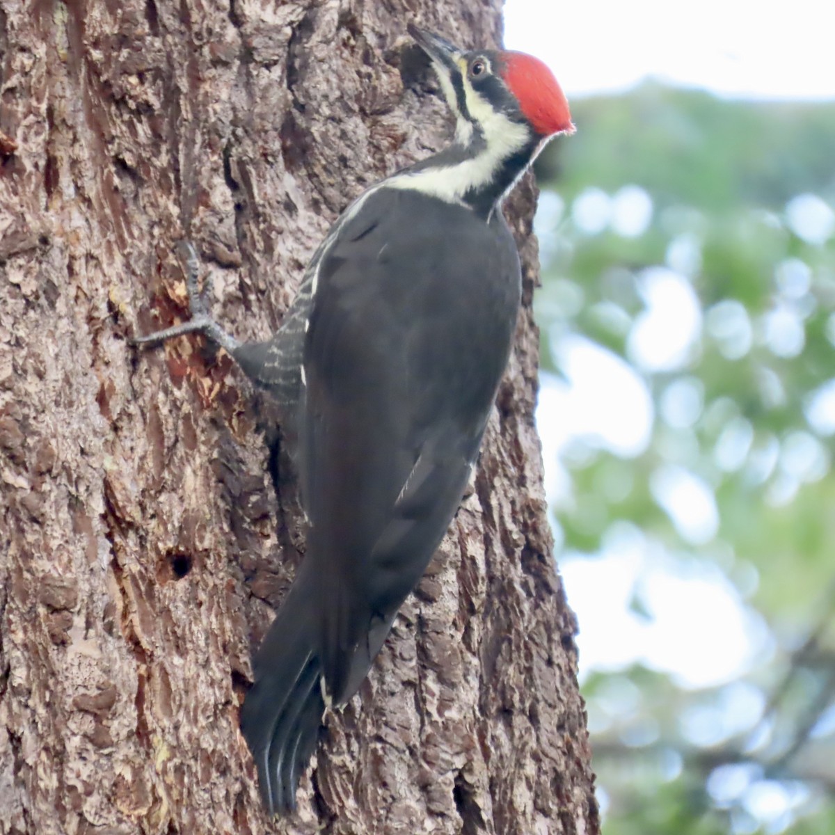 Pileated Woodpecker - ML609380066