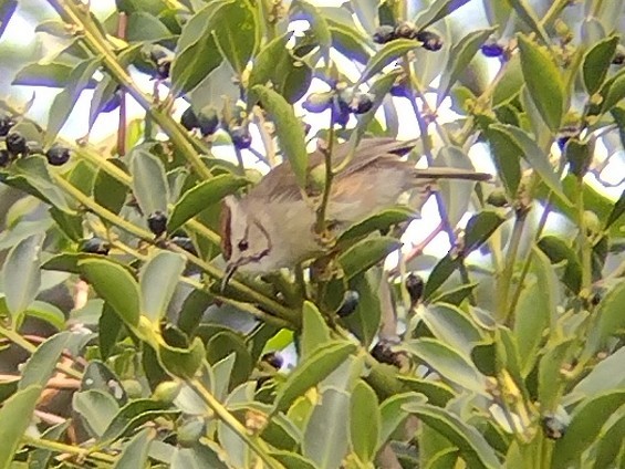 Braunscheitelyuhina - ML609380082