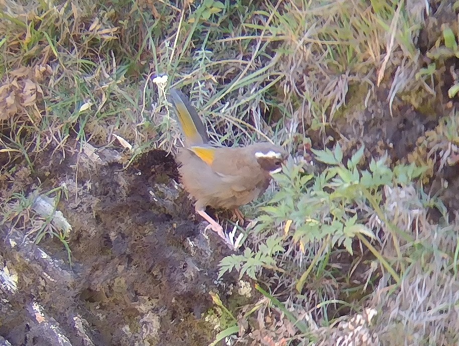 White-whiskered Laughingthrush - ML609380091