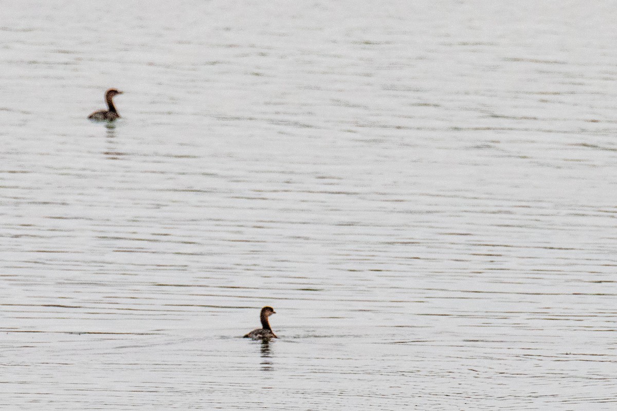 Pied-billed Grebe - ML609380095