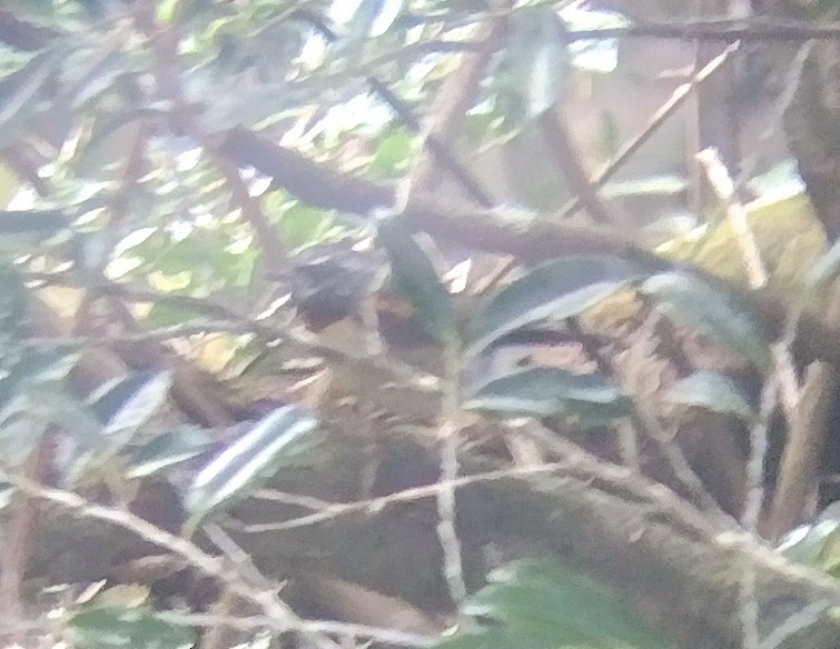 Collared Bush-Robin - ML609380100