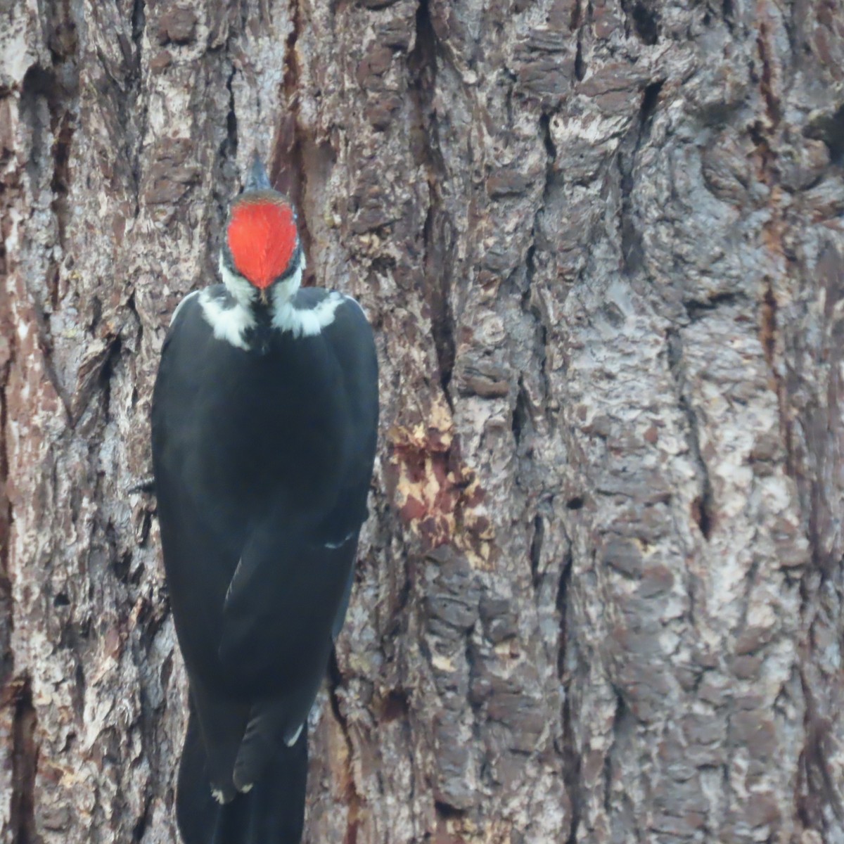 Pileated Woodpecker - ML609380114