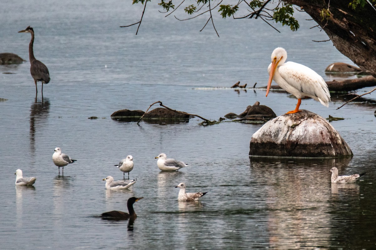 American White Pelican - ML609380120