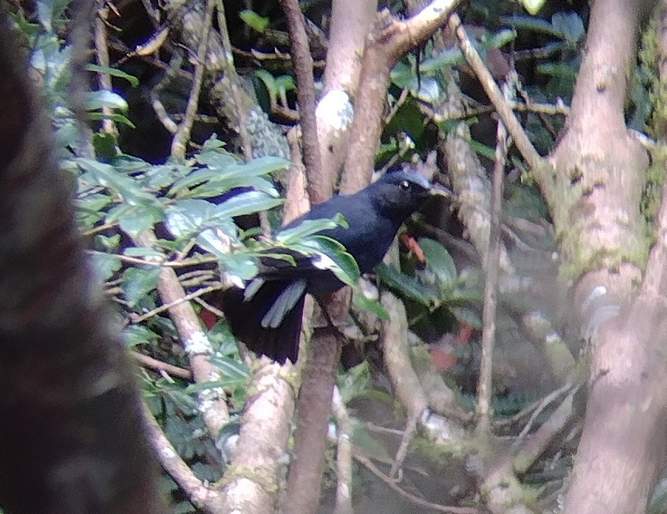 White-tailed Robin - ML609380131