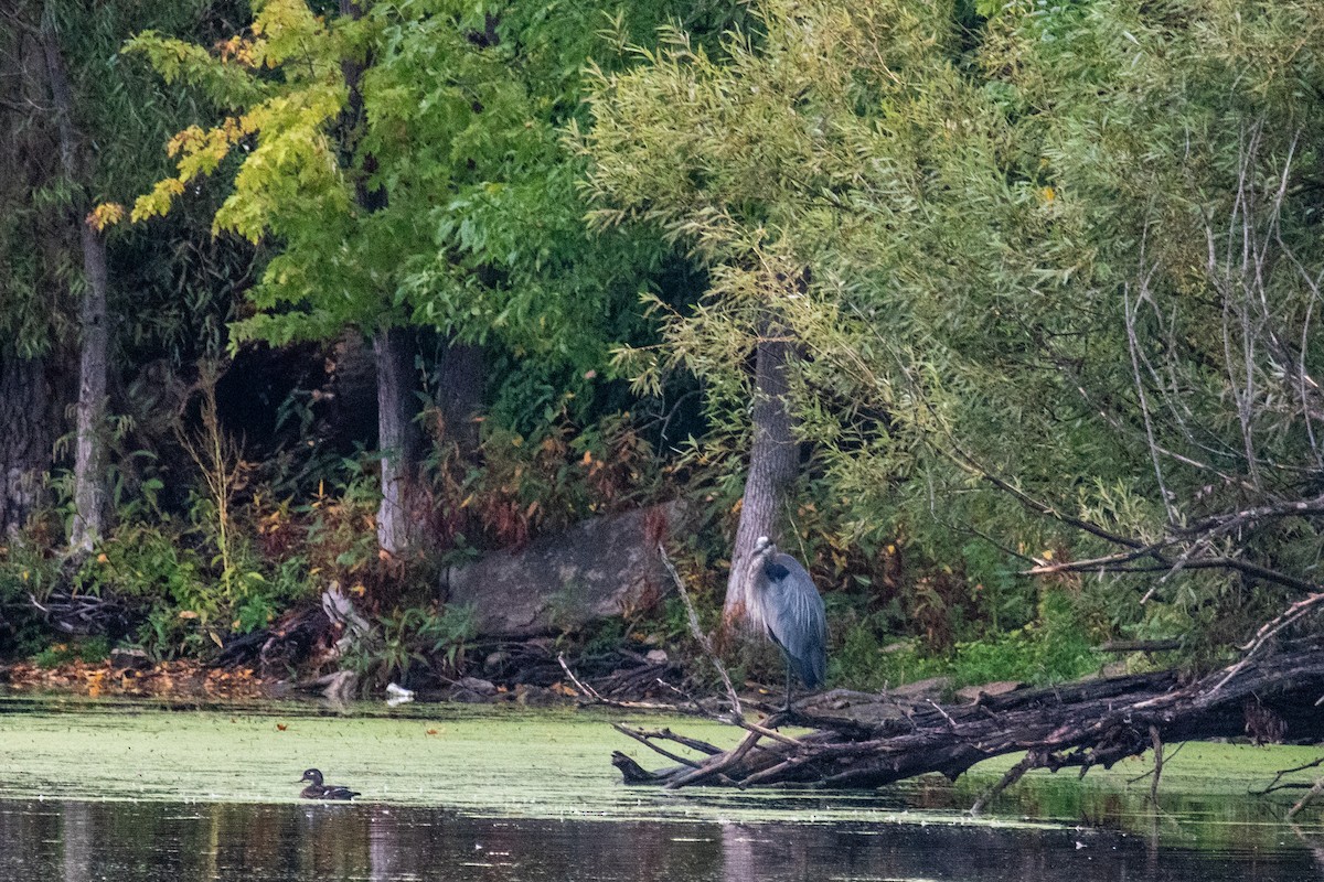 Great Blue Heron - ML609380152