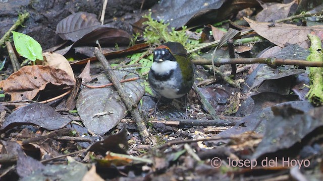 クリボウシヤブシトド（brunneinucha グループ） - ML609380190