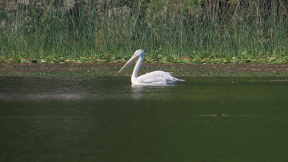 pelikán kadeřavý - ML609380195