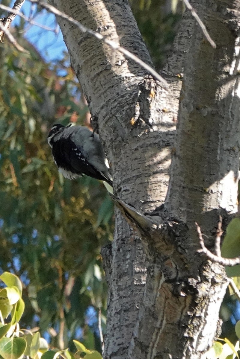 Downy Woodpecker - ML609380206