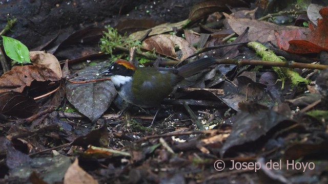 クリボウシヤブシトド（brunneinucha グループ） - ML609380268