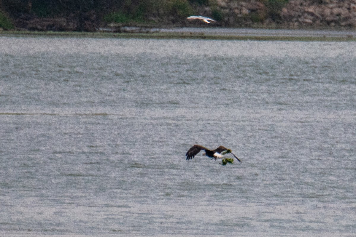 Bald Eagle - ML609380269