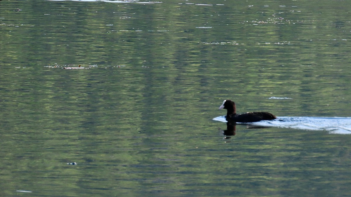 Eurasian Coot - Noah Isakov