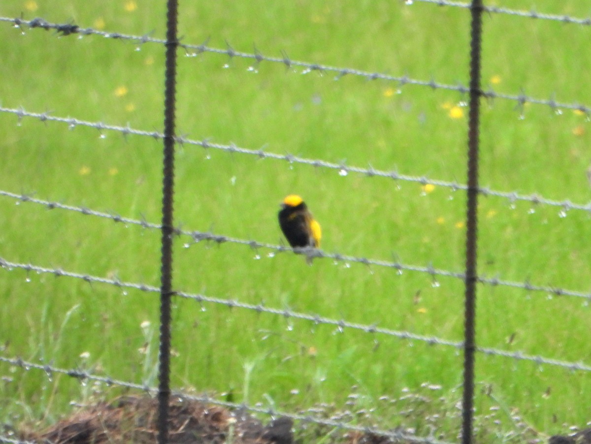 Yellow-crowned Bishop - ML609380295