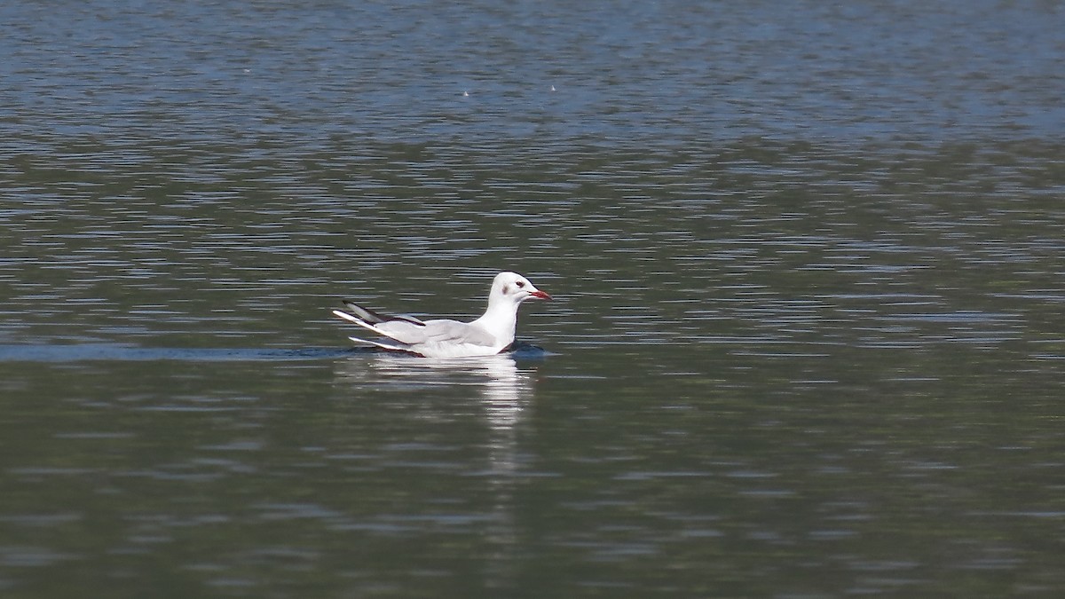 Mouette rieuse - ML609380357