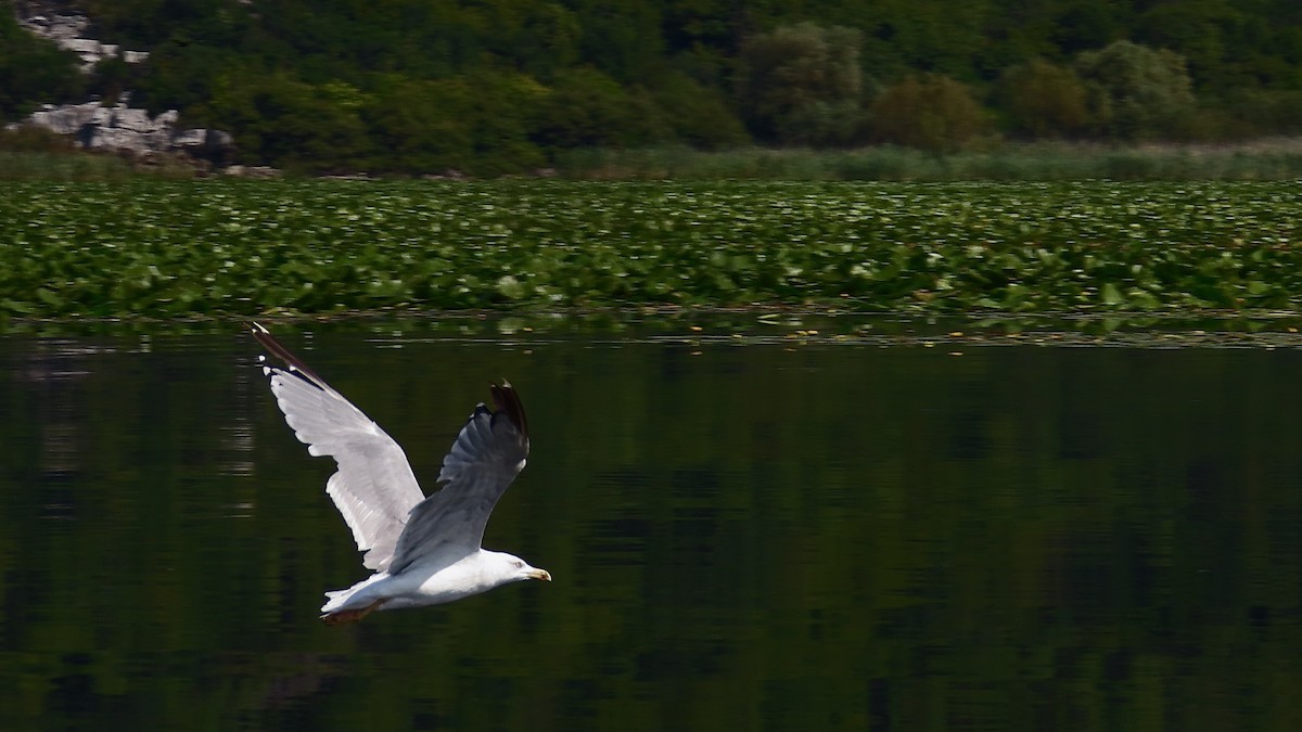 Yellow-legged Gull - Noah Isakov