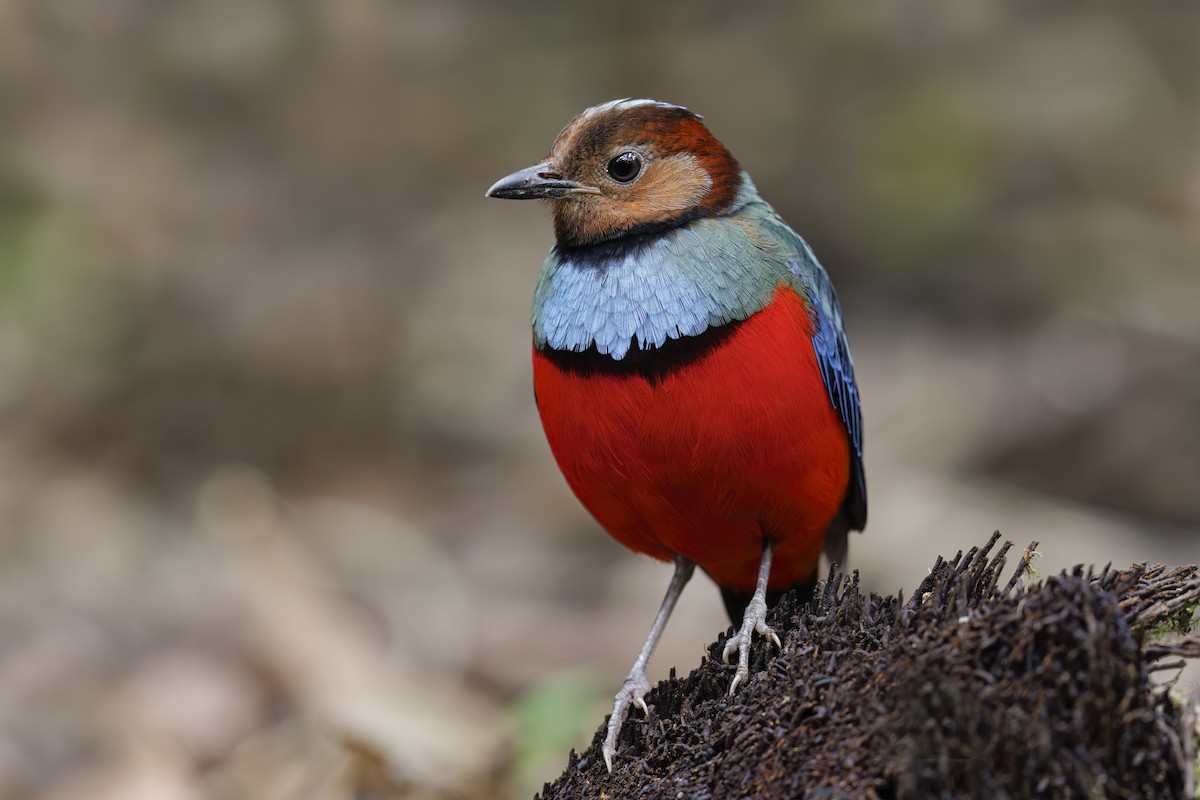 Sulawesi Pitta (Sulawesi) - Marco Valentini