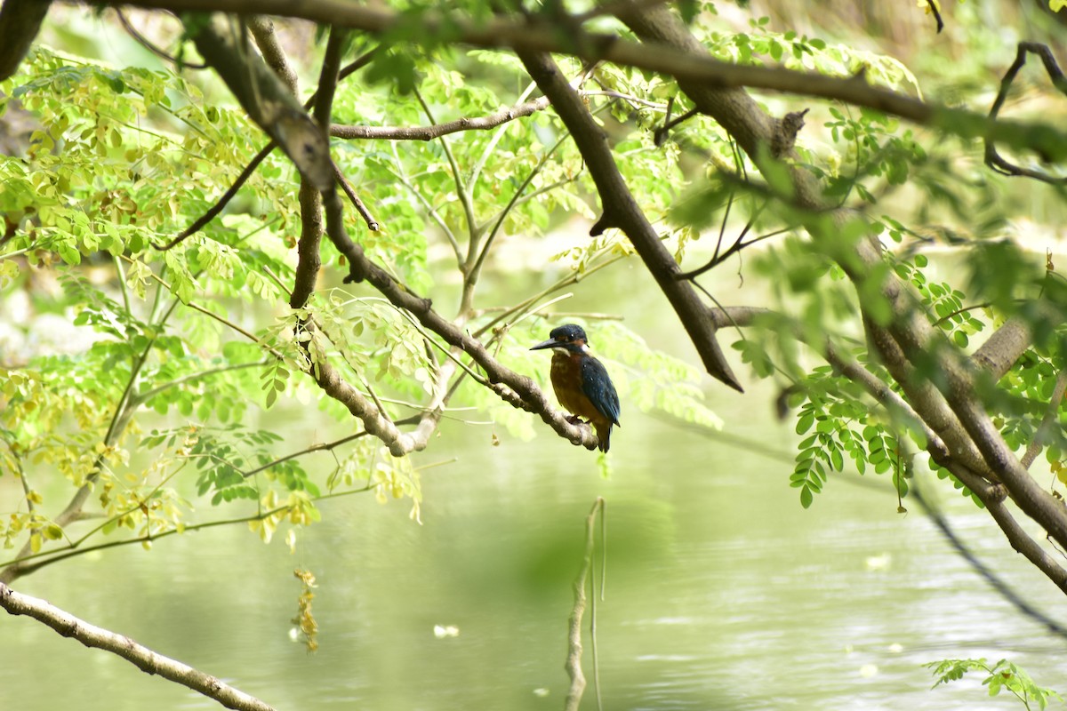 Common Kingfisher - ML609380401