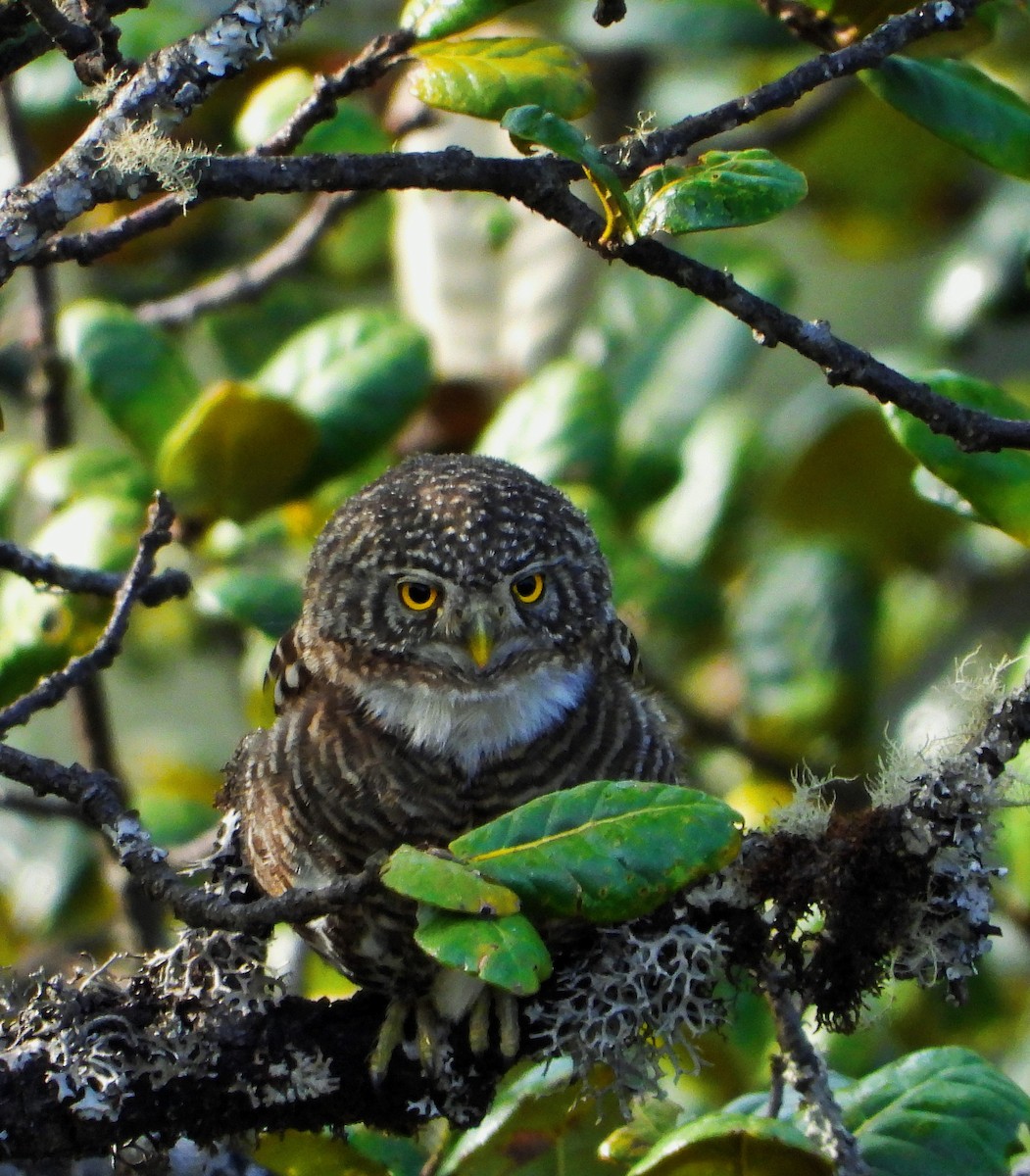 Collared Owlet - Hetali Karia