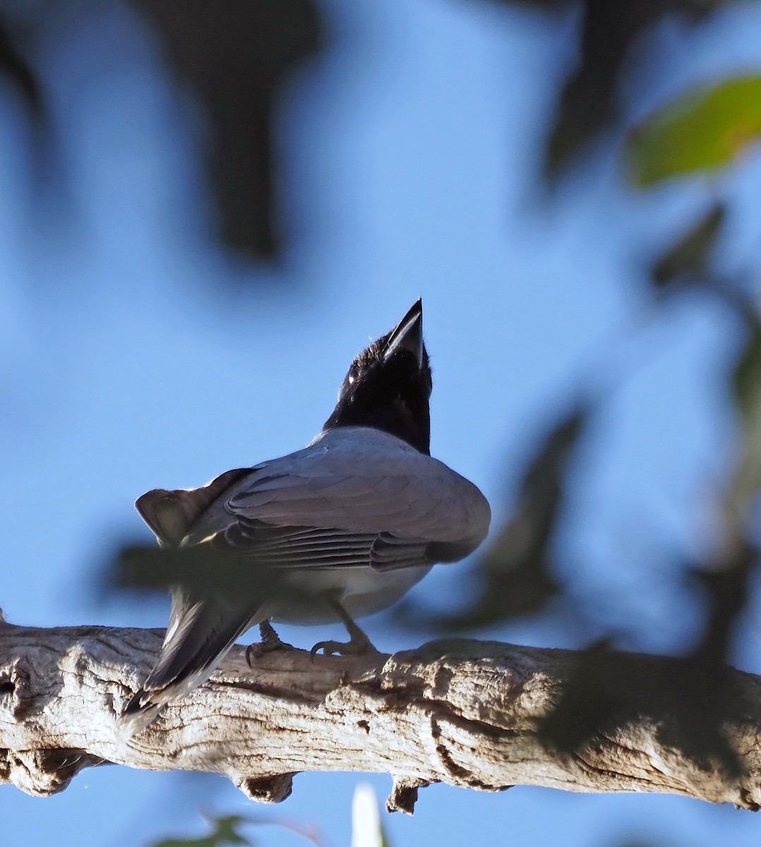 Black-faced Cuckooshrike - ML609380461