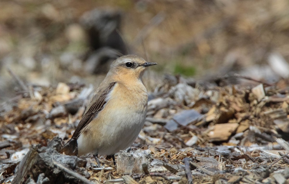 Northern Wheatear - Lily Morello